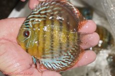 画像1: 【ワイルドディスカス】【通販】【今シーズン超希少種】アッパーテフェ ロイヤルヤングスター【個体販売】１２ー１３cm（生体）アッパーテフェ産 (1)