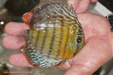 画像2: 【ワイルドディスカス】【通販】【今シーズン超希少種】アッパーテフェ ロイヤルヤングスター【個体販売】１２ー１３cm（生体）アッパーテフェ産 (2)