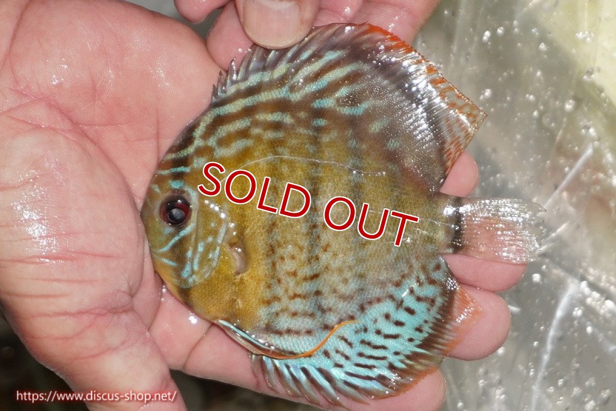 画像1: 【ワイルドディスカス】【通販】【今シーズン超希少種】アッパーテフェ ロイヤルヤングスター【個体販売】10-12cm（生体）アッパーテフェ産 (1)