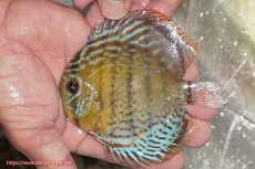 画像1: 【ワイルドディスカス】【通販】【今シーズン超希少種】アッパーテフェ ロイヤルヤングスター【個体販売】１２ー１３cm（生体）アッパーテフェ産 (1)