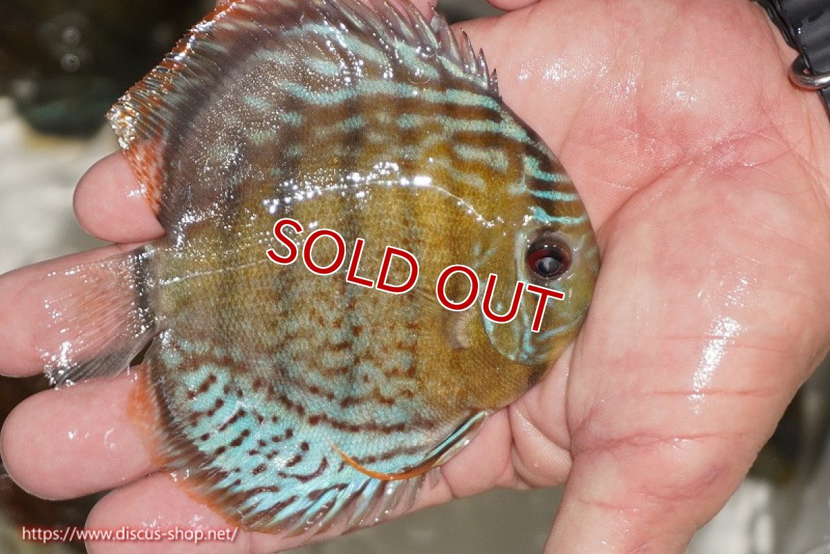 画像2: 【ワイルドディスカス】【通販】【今シーズン超希少種】アッパーテフェ ロイヤルヤングスター【個体販売】10-12cm（生体）アッパーテフェ産 (2)