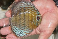 画像2: 【ワイルドディスカス】【通販】【今シーズン超希少種】アッパーテフェ ロイヤルヤングスター【個体販売】１２ー１３cm（生体）アッパーテフェ産 (2)