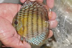 画像1: 【ワイルドディスカス】【通販】【今シーズン超希少種】アッパーテフェ ロイヤルヤングスター【個体販売】１２ー１３cm（生体）アッパーテフェ産 (1)