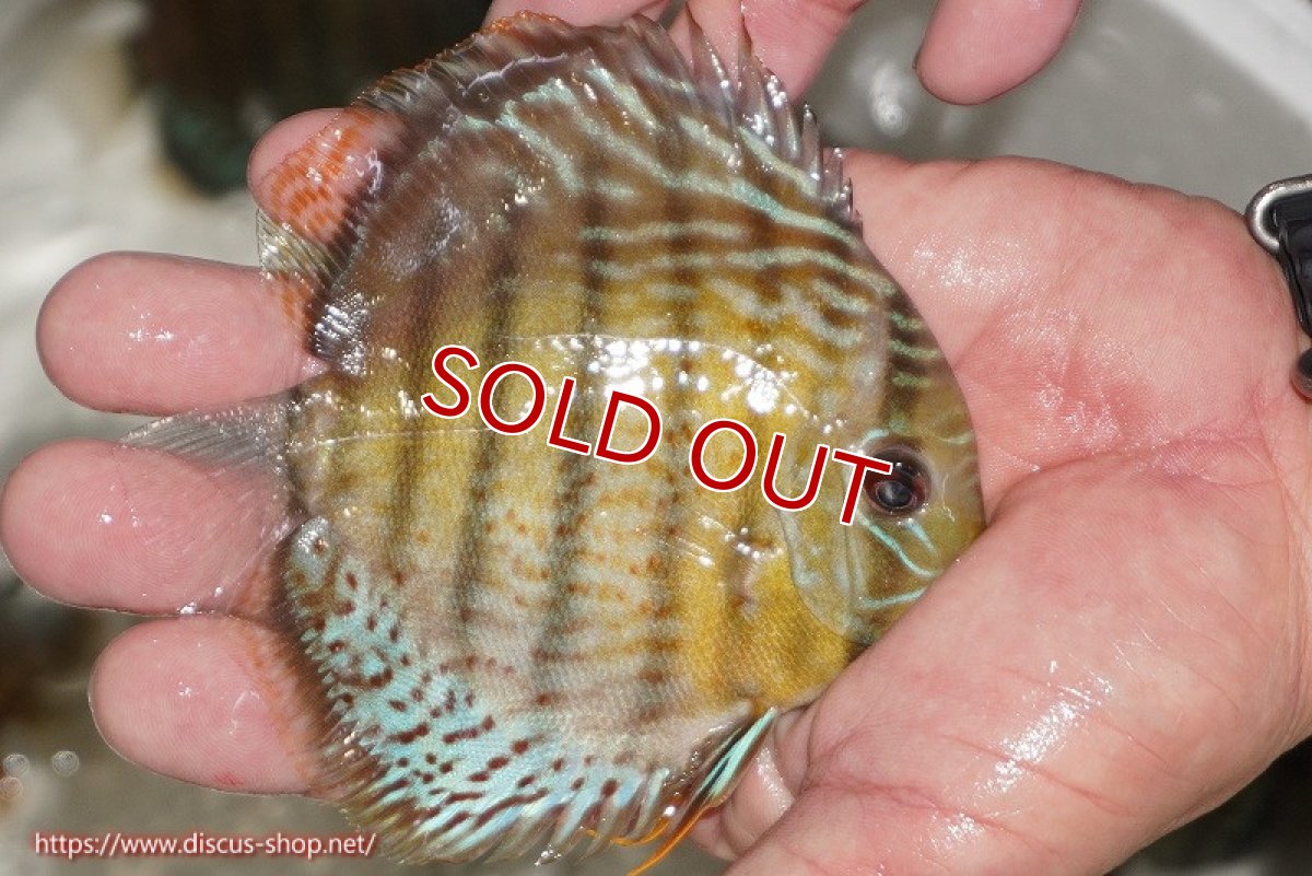 画像2: 【ワイルドディスカス】【通販】【今シーズン超希少種】アッパーテフェ ロイヤルヤングスター【個体販売】10-12cm（生体）アッパーテフェ産 (2)