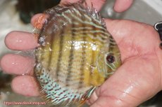 画像2: 【ワイルドディスカス】【通販】【今シーズン超希少種】アッパーテフェ ロイヤルヤングスター【個体販売】１２ー１３cm（生体）アッパーテフェ産 (2)