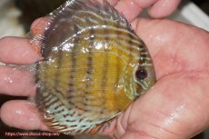 画像2: 【ワイルドディスカス】【通販】【今シーズン超希少種】アッパーテフェ ロイヤルヤングスター【個体販売】１２ー１３cm（生体）アッパーテフェ産 (2)