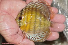 画像1: 【ワイルドディスカス】【通販】【今シーズン超希少種】アッパーテフェ ロイヤルヤングスター【個体販売】１２ー１３cm（生体）アッパーテフェ産 (1)