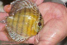 画像2: 【ワイルドディスカス】【通販】【今シーズン超希少種】アッパーテフェ ロイヤルヤングスター【個体販売】１２ー１３cm（生体）アッパーテフェ産 (2)