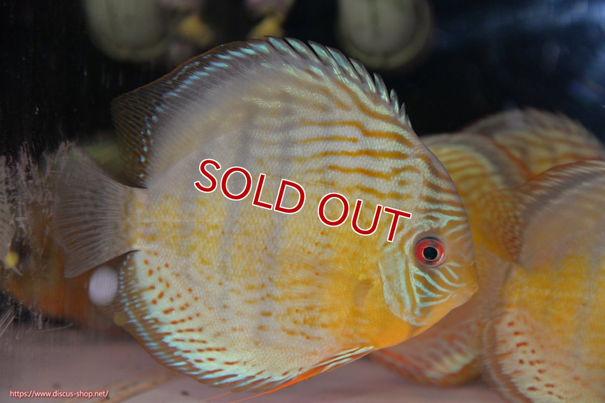 画像1: 【決算セール対象個体】【ワイルドディスカス】【通販】【今シーズン超希少種】アッパーテフェロイヤルグリーン【個体販売】14-16cm（生体）アッパーテフェ産 (1)