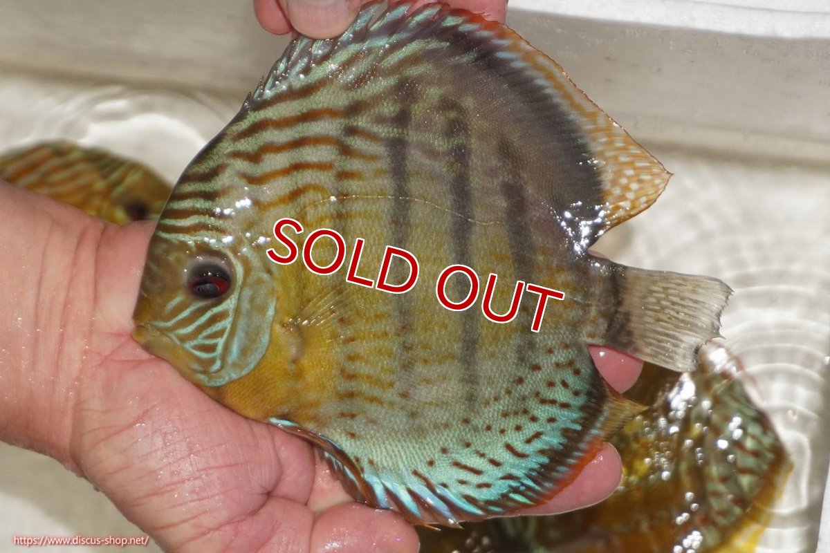 画像2: 【決算セール対象個体】【ワイルドディスカス】【通販】【今シーズン超希少種】アッパーテフェロイヤルグリーン【個体販売】14-16cm（生体）アッパーテフェ産 (2)