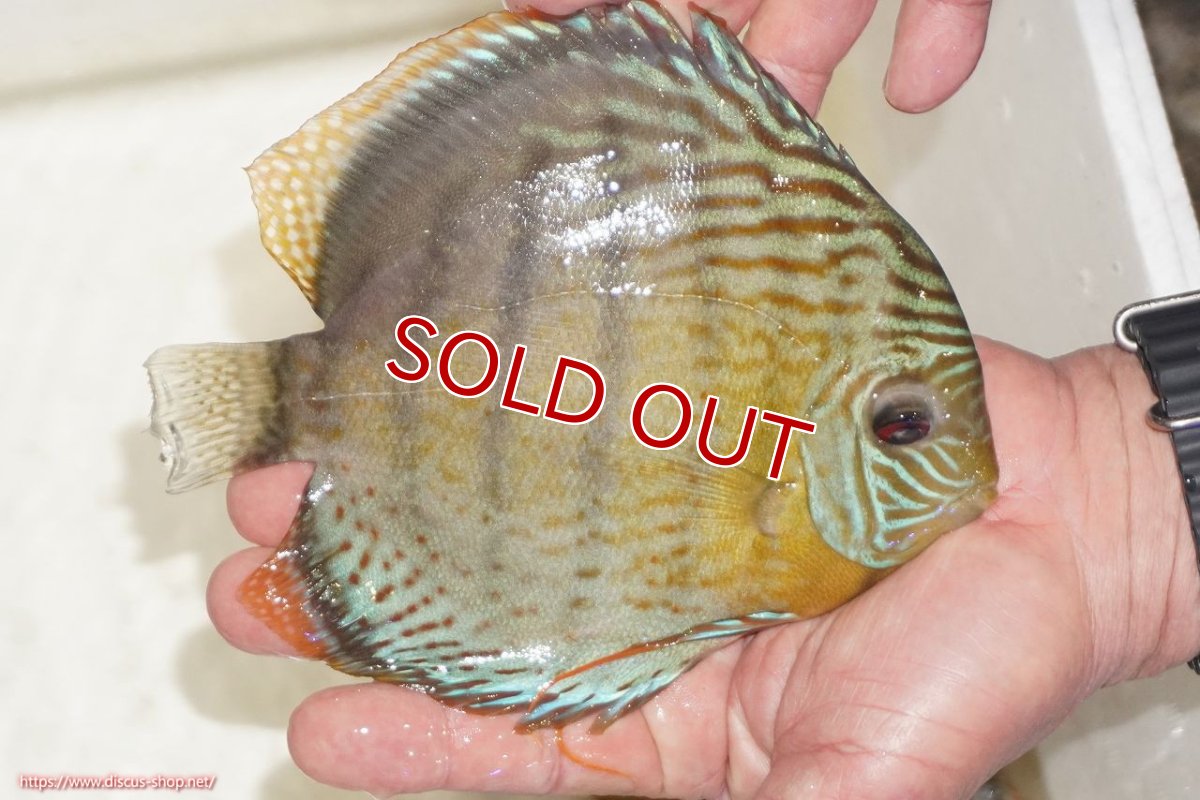 画像3: 【決算セール対象個体】【ワイルドディスカス】【通販】【今シーズン超希少種】アッパーテフェロイヤルグリーン【個体販売】14-16cm（生体）アッパーテフェ産 (3)