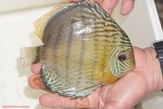 画像3: 【決算セール対象個体】【ワイルドディスカス】【通販】【今シーズン超希少種】アッパーテフェロイヤルグリーン【個体販売】14-16cm（生体）アッパーテフェ産 (3)