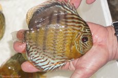 画像2: 【決算セール対象個体】【ワイルドディスカス】【通販】【今シーズン超希少種】アッパーテフェロイヤルグリーン【個体販売】14-16cm（生体）アッパーテフェ産 (2)