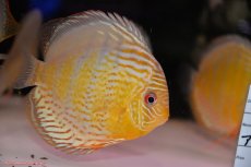 画像3: 【ワイルドディスカス】【通販】【今シーズン超希少種】アッパーテフェロイヤルグリーン【個体販売】14-16cm（生体）アッパーテフェ産 (3)