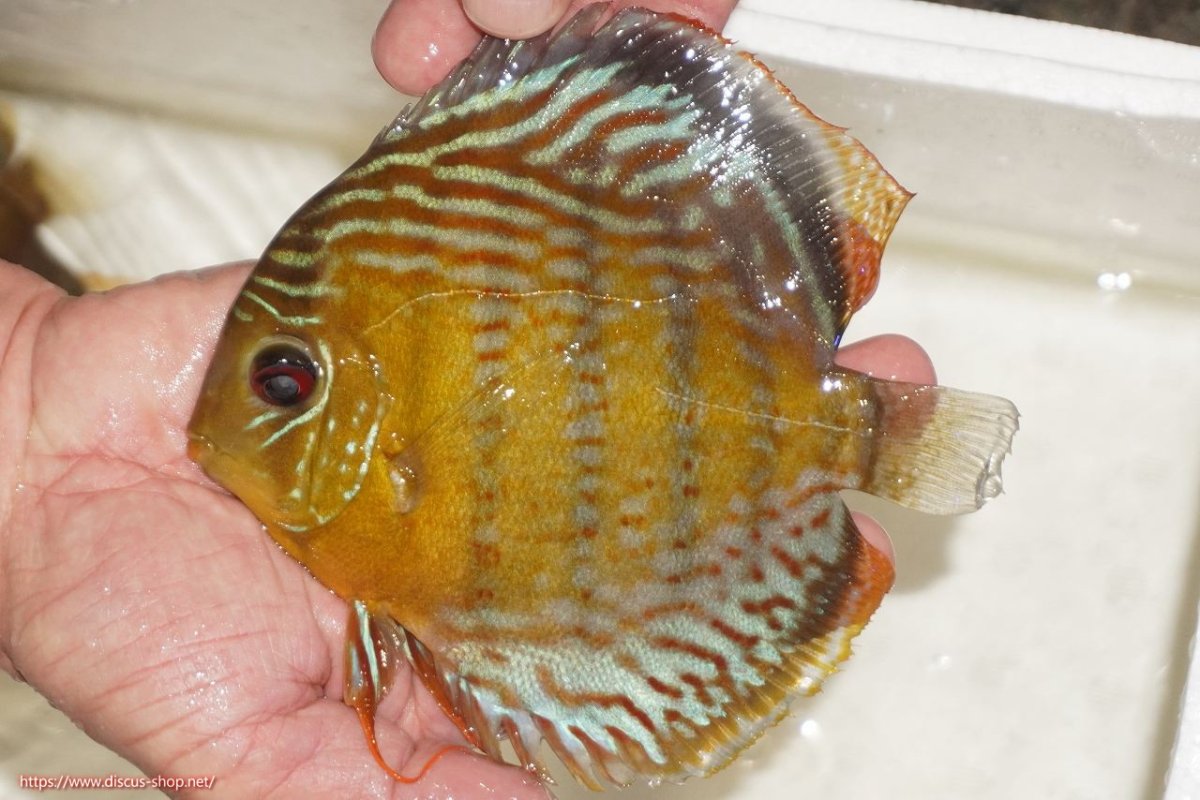 画像4: 【ワイルドディスカス】【通販】【今シーズン超希少種】アッパーテフェロイヤルグリーン【個体販売】14-16cm（生体）アッパーテフェ産 (4)