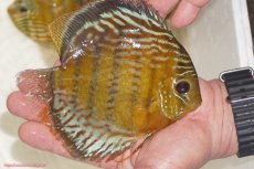 画像5: 【ワイルドディスカス】【通販】【今シーズン超希少種】アッパーテフェロイヤルグリーン【個体販売】14-16cm（生体）アッパーテフェ産 (5)