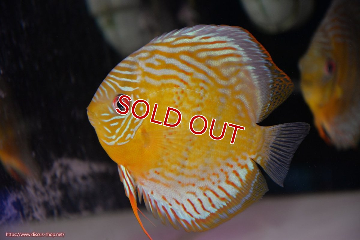 画像1: 【決算セール対象個体】【ワイルドディスカス】【通販】【今シーズン超希少種】アッパーテフェロイヤルグリーン【個体販売】14-16cm（生体）アッパーテフェ産 (1)