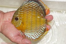 画像1: 【決算セール対象個体】【ワイルドディスカス】【通販】【今シーズン超希少種】アッパーテフェロイヤルグリーン【個体販売】14-16cm（生体）アッパーテフェ産 (1)