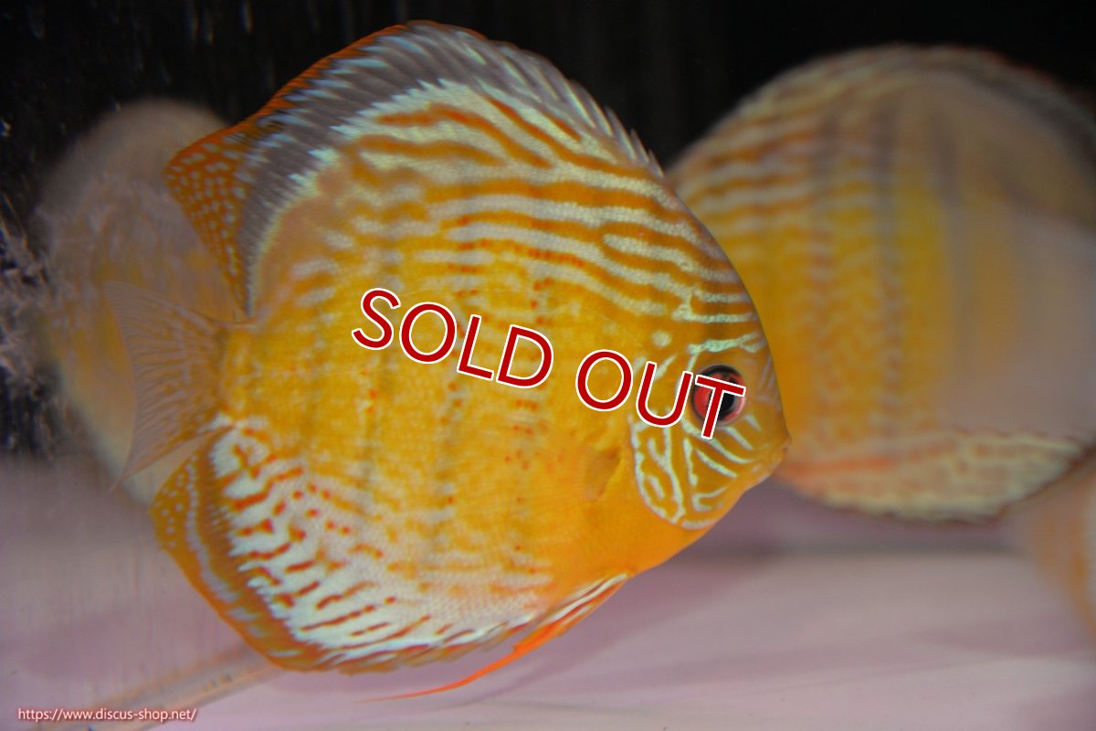 画像2: 【決算セール対象個体】【ワイルドディスカス】【通販】【今シーズン超希少種】アッパーテフェロイヤルグリーン【個体販売】14-16cm（生体）アッパーテフェ産 (2)