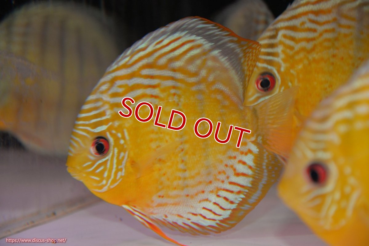 画像3: 【決算セール対象個体】【ワイルドディスカス】【通販】【今シーズン超希少種】アッパーテフェロイヤルグリーン【個体販売】14-16cm（生体）アッパーテフェ産 (3)