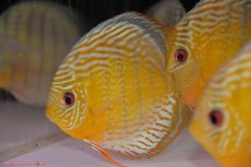 画像3: 【決算セール対象個体】【ワイルドディスカス】【通販】【今シーズン超希少種】アッパーテフェロイヤルグリーン【個体販売】14-16cm（生体）アッパーテフェ産 (3)