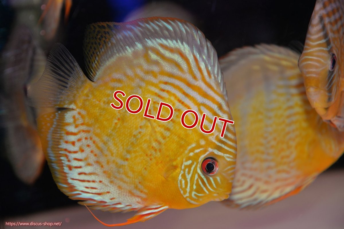 画像4: 【決算セール対象個体】【ワイルドディスカス】【通販】【今シーズン超希少種】アッパーテフェロイヤルグリーン【個体販売】14-16cm（生体）アッパーテフェ産 (4)