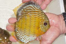 画像6: 【決算セール対象個体】【ワイルドディスカス】【通販】【今シーズン超希少種】アッパーテフェロイヤルグリーン【個体販売】14-16cm（生体）アッパーテフェ産 (6)