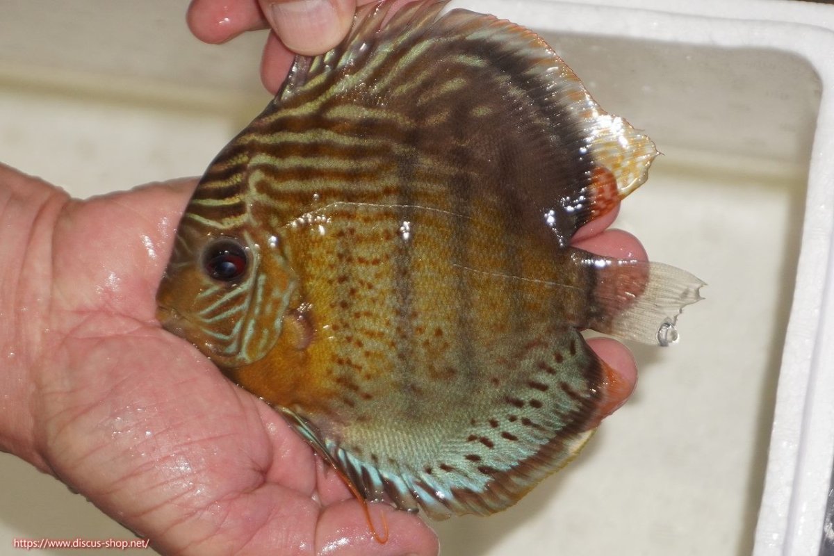 画像3: 【ワイルドディスカス】【通販】【今シーズン超希少種】アッパーテフェロイヤルグリーン【個体販売】14-16cm（生体）アッパーテフェ産 (3)