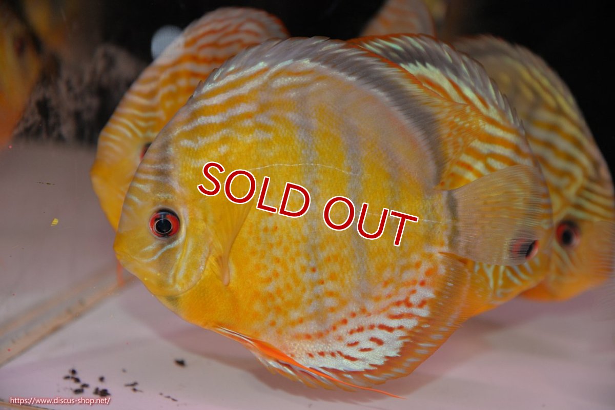 画像1: 【決算セール対象個体】【ワイルドディスカス】【通販】【今シーズン超希少種】アッパーテフェロイヤルグリーン【個体販売】14-16cm（生体）アッパーテフェ産 (1)