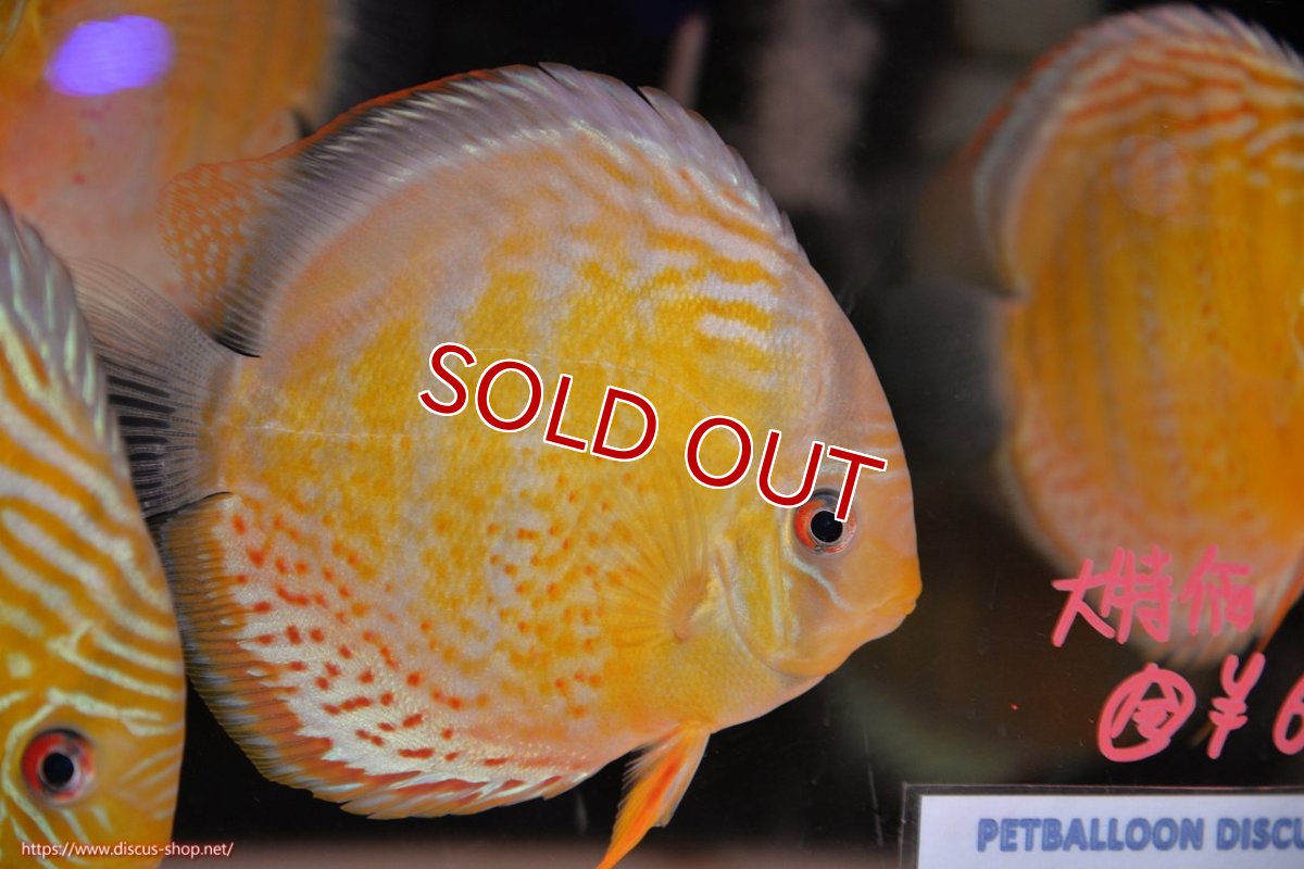 画像2: 【決算セール対象個体】【ワイルドディスカス】【通販】【今シーズン超希少種】アッパーテフェロイヤルグリーン【個体販売】14-16cm（生体）アッパーテフェ産 (2)