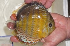 画像2: 【決算セール対象個体】【ワイルドディスカス】【通販】【今シーズン超希少種】アッパーテフェロイヤルグリーン【個体販売】14-16cm（生体）アッパーテフェ産 (2)