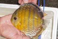 画像3: 【決算セール対象個体】【ワイルドディスカス】【通販】【今シーズン超希少種】アッパーテフェロイヤルグリーン【個体販売】14-16cm（生体）アッパーテフェ産 (3)