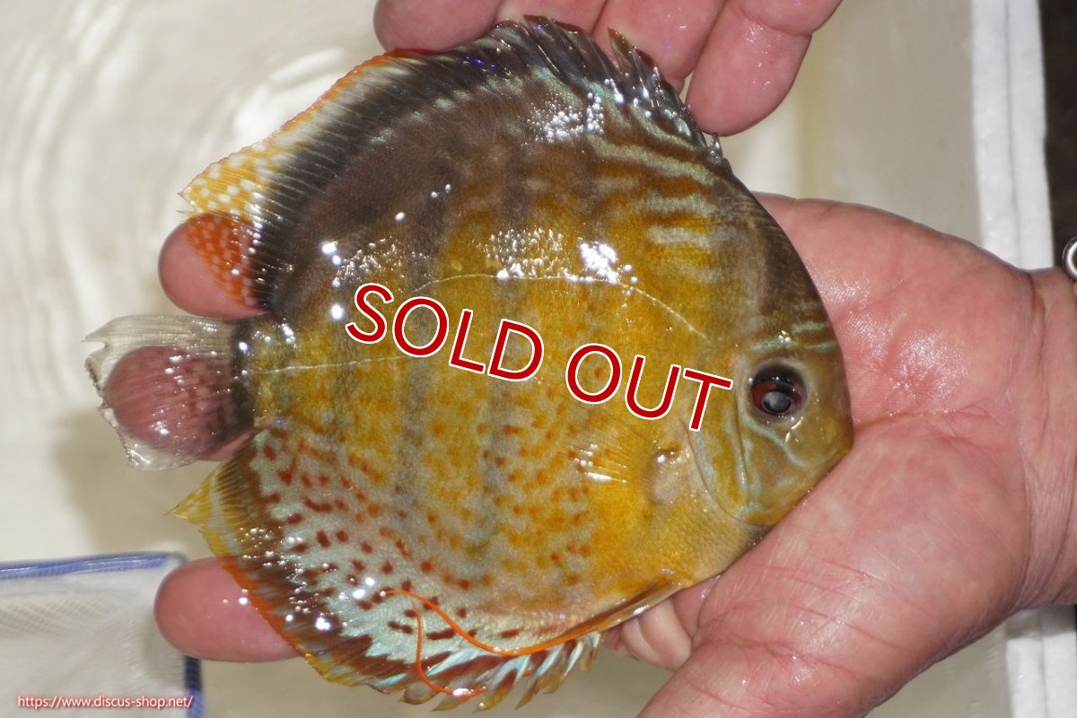 画像4: 【決算セール対象個体】【ワイルドディスカス】【通販】【今シーズン超希少種】アッパーテフェロイヤルグリーン【個体販売】14-16cm（生体）アッパーテフェ産 (4)