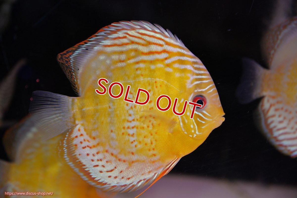 画像1: 【決算セール対象個体】【ワイルドディスカス】【通販】【今シーズン超希少種】アッパーテフェロイヤルグリーン【個体販売】14-16cm（生体）アッパーテフェ産 (1)