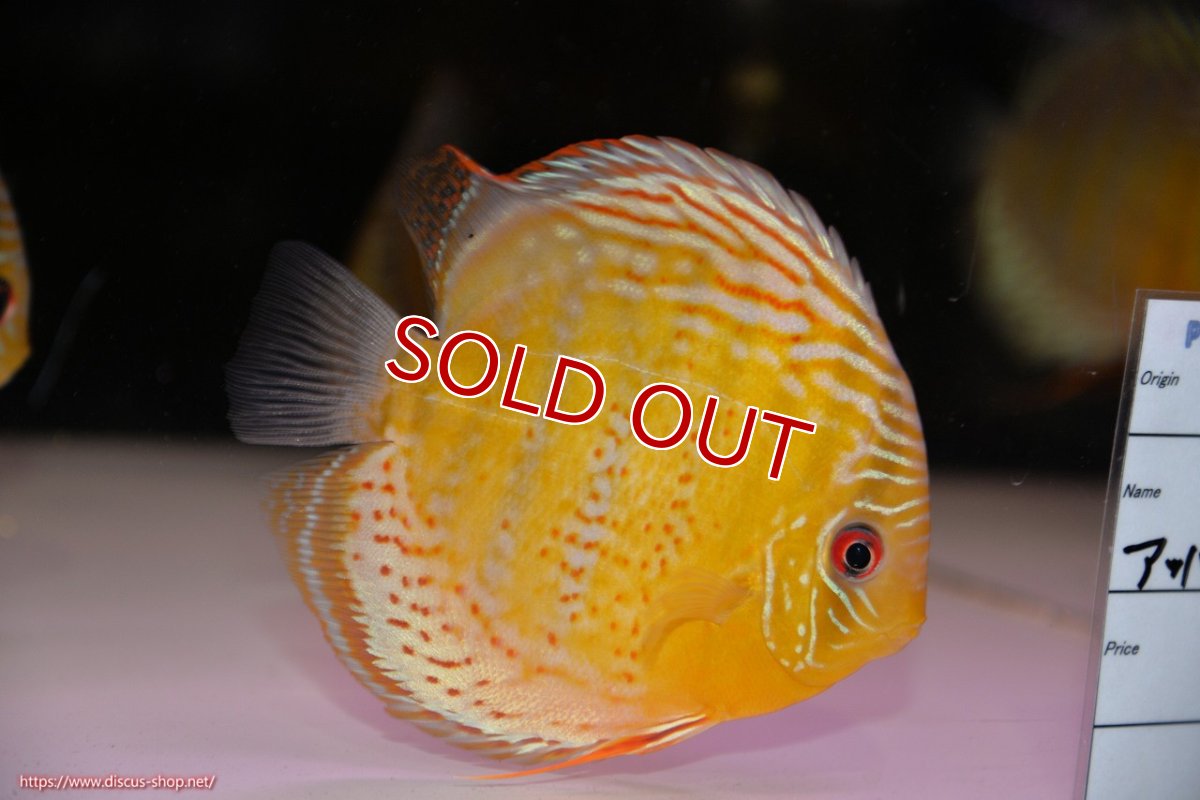 画像2: 【決算セール対象個体】【ワイルドディスカス】【通販】【今シーズン超希少種】アッパーテフェロイヤルグリーン【個体販売】14-16cm（生体）アッパーテフェ産 (2)