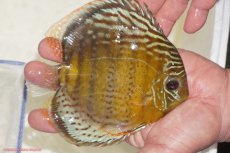 画像2: 【決算セール対象個体】【ワイルドディスカス】【通販】【今シーズン超希少種】アッパーテフェロイヤルグリーン【個体販売】14-16cm（生体）アッパーテフェ産 (2)