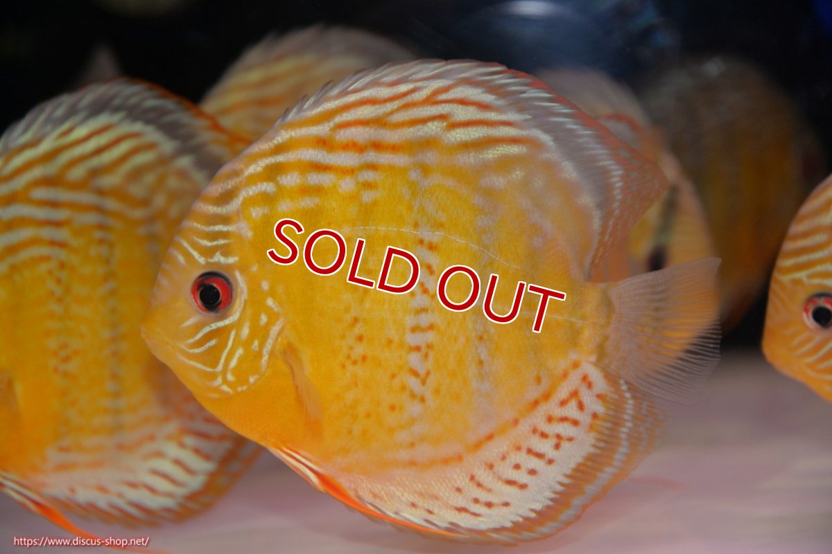 画像3: 【決算セール対象個体】【ワイルドディスカス】【通販】【今シーズン超希少種】アッパーテフェロイヤルグリーン【個体販売】14-16cm（生体）アッパーテフェ産 (3)