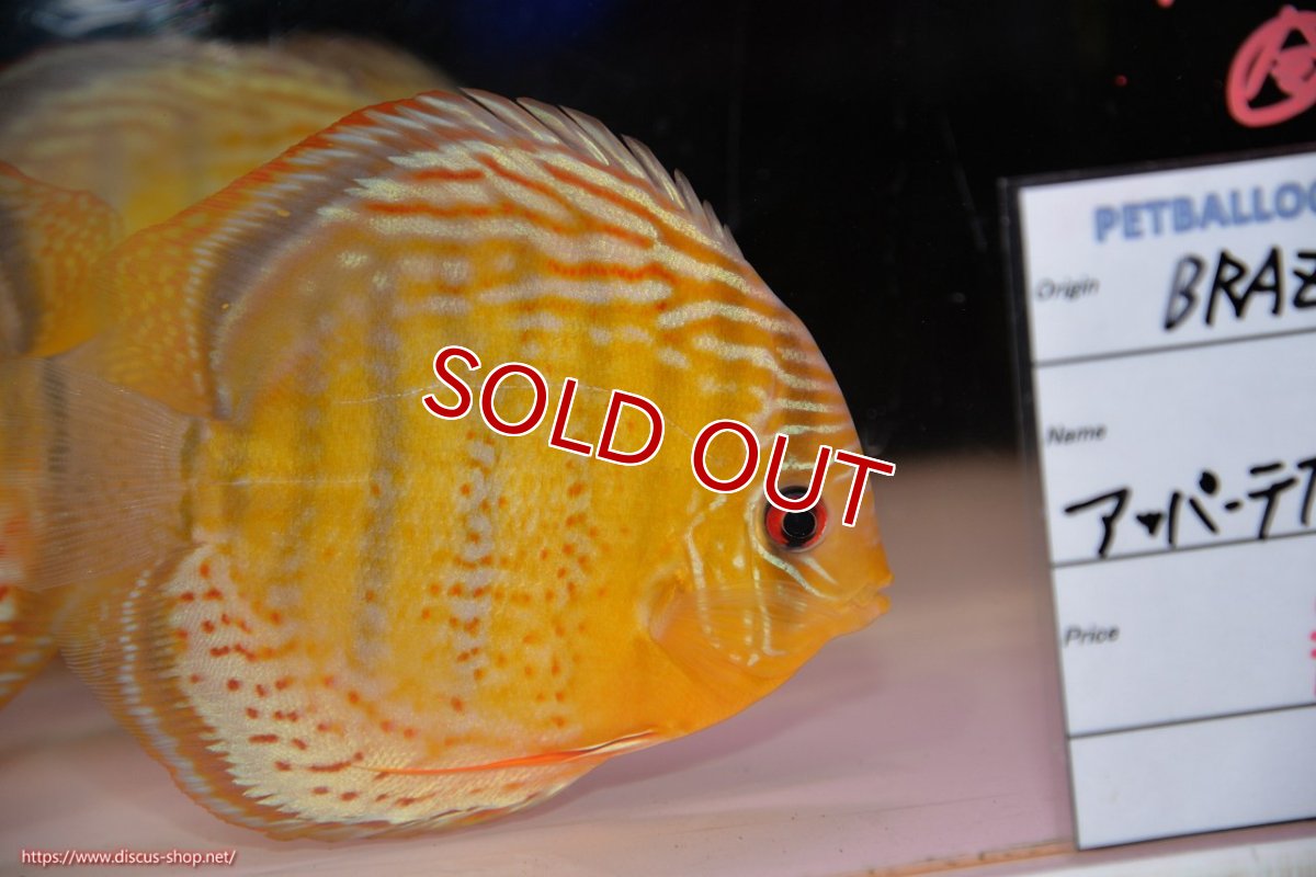 画像4: 【決算セール対象個体】【ワイルドディスカス】【通販】【今シーズン超希少種】アッパーテフェロイヤルグリーン【個体販売】14-16cm（生体）アッパーテフェ産 (4)