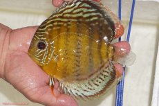 画像5: 【決算セール対象個体】【ワイルドディスカス】【通販】【今シーズン超希少種】アッパーテフェロイヤルグリーン【個体販売】14-16cm（生体）アッパーテフェ産 (5)