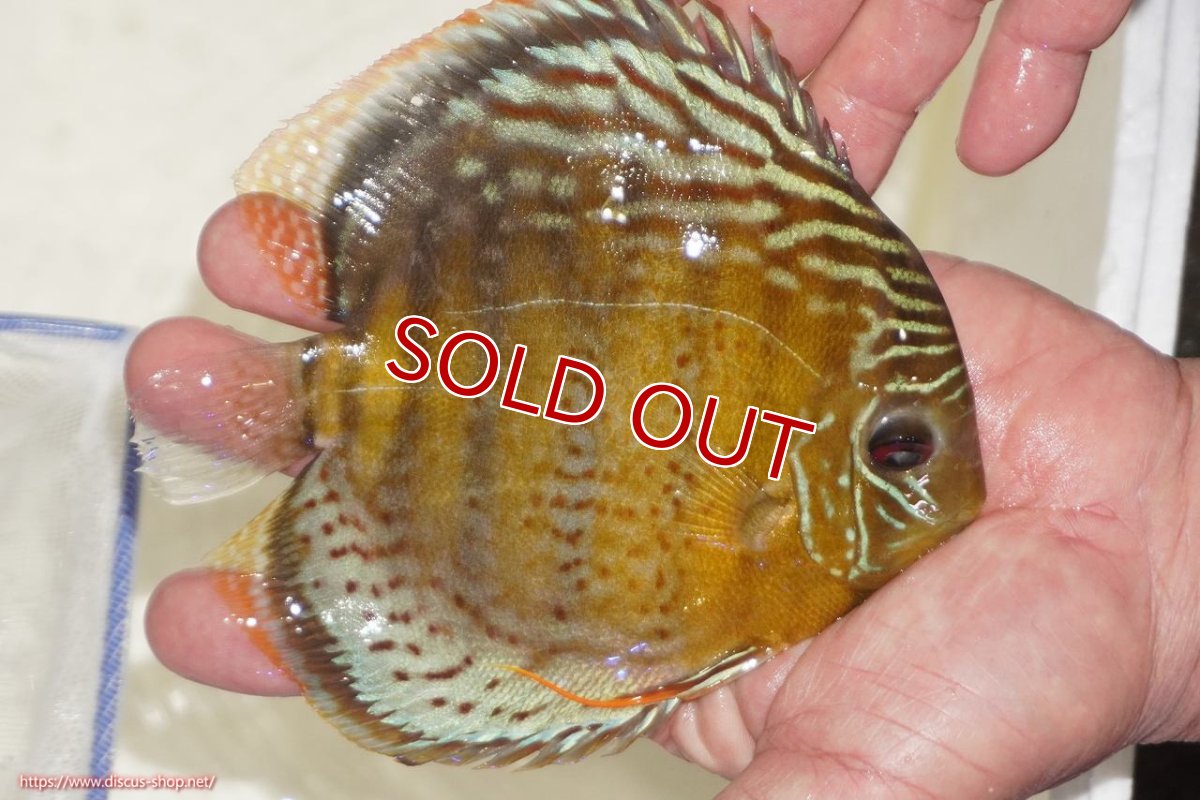 画像6: 【決算セール対象個体】【ワイルドディスカス】【通販】【今シーズン超希少種】アッパーテフェロイヤルグリーン【個体販売】14-16cm（生体）アッパーテフェ産 (6)
