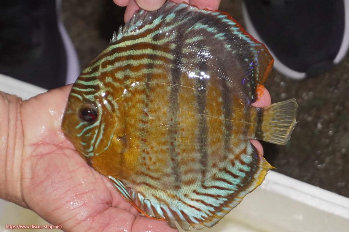 画像1: 【決算セール対象個体】【ワイルドディスカス】【通販】【今シーズン超希少種】アッパーテフェロイヤルグリーン【個体販売】14-16cm（生体）アッパーテフェ産 (1)