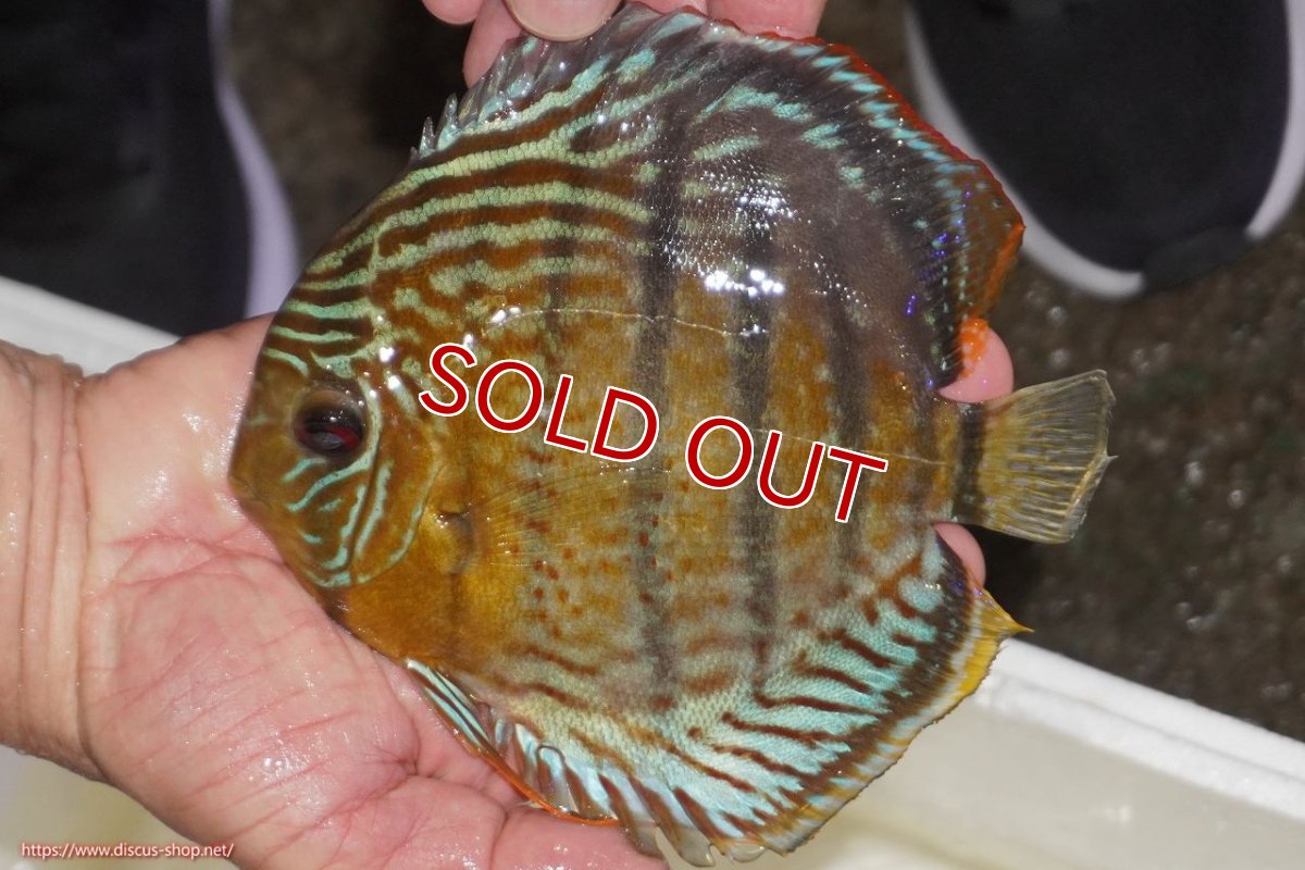 画像1: 【決算セール対象個体】【ワイルドディスカス】【通販】【今シーズン超希少種】アッパーテフェロイヤルグリーン【個体販売】14-16cm（生体）アッパーテフェ産 (1)
