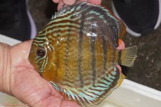 画像1: 【決算セール対象個体】【ワイルドディスカス】【通販】【今シーズン超希少種】アッパーテフェロイヤルグリーン【個体販売】14-16cm（生体）アッパーテフェ産 (1)