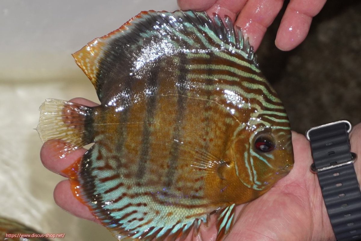 画像2: 【決算セール対象個体】【ワイルドディスカス】【通販】【今シーズン超希少種】アッパーテフェロイヤルグリーン【個体販売】14-16cm（生体）アッパーテフェ産 (2)