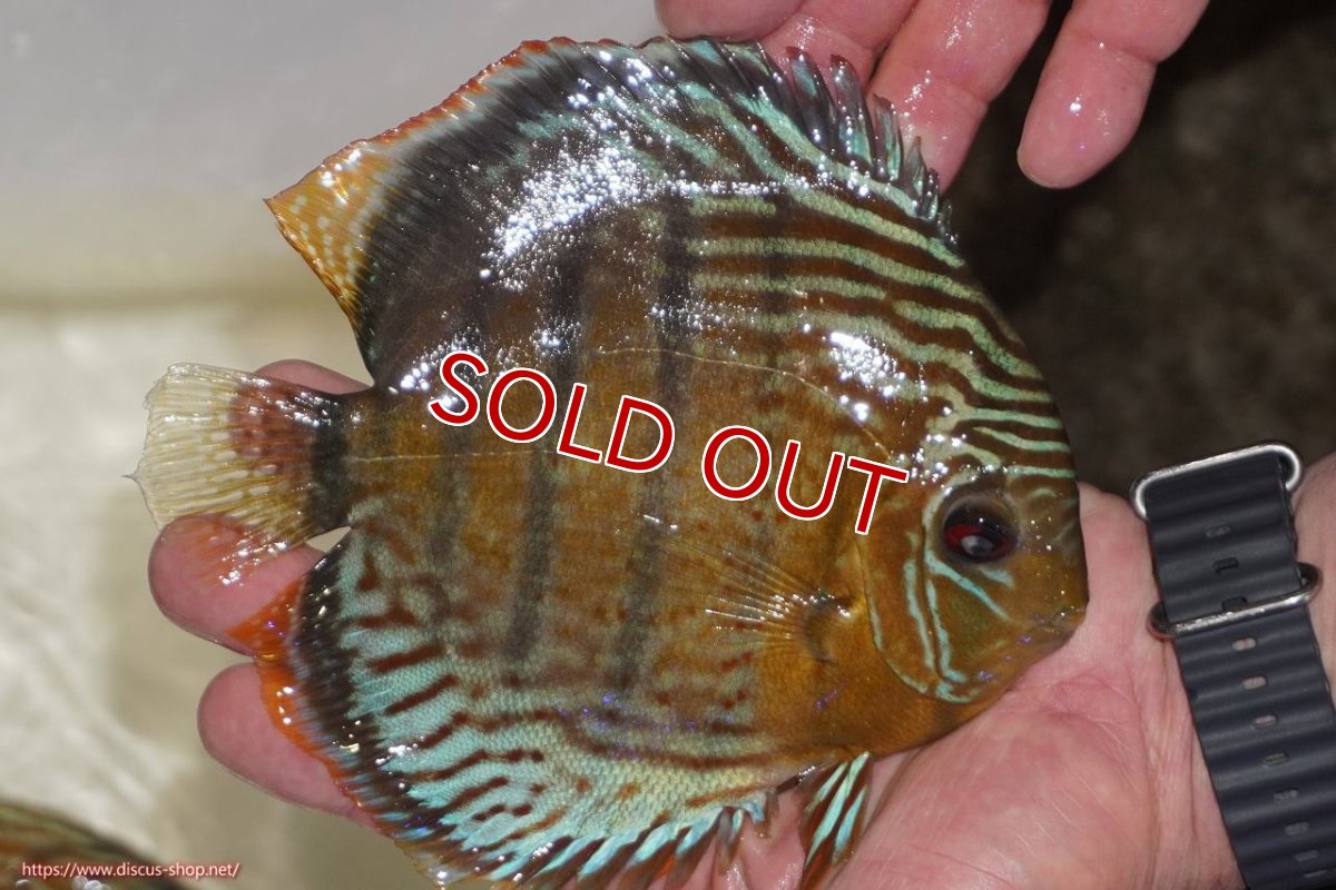 画像2: 【決算セール対象個体】【ワイルドディスカス】【通販】【今シーズン超希少種】アッパーテフェロイヤルグリーン【個体販売】14-16cm（生体）アッパーテフェ産 (2)