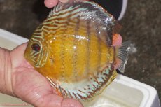 画像1: 【決算セール対象個体】【ワイルドディスカス】【通販】【今シーズン超希少種】アッパーテフェロイヤルグリーン【個体販売】14-16cm（生体）アッパーテフェ産 (1)