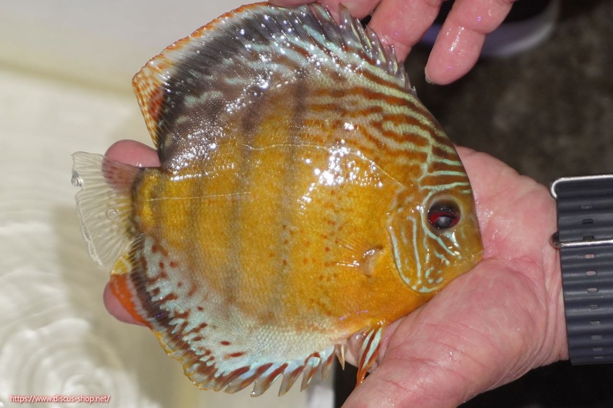 画像2: 【決算セール対象個体】【ワイルドディスカス】【通販】【今シーズン超希少種】アッパーテフェロイヤルグリーン【個体販売】14-16cm（生体）アッパーテフェ産 (2)