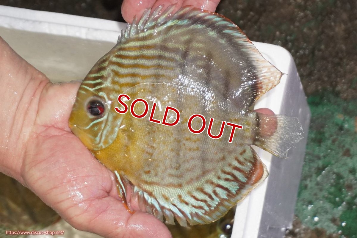 画像1: 【決算セール対象個体】【ワイルドディスカス】【通販】【今シーズン超希少種】アッパーテフェロイヤルグリーン【個体販売】14-16cm（生体）アッパーテフェ産 (1)