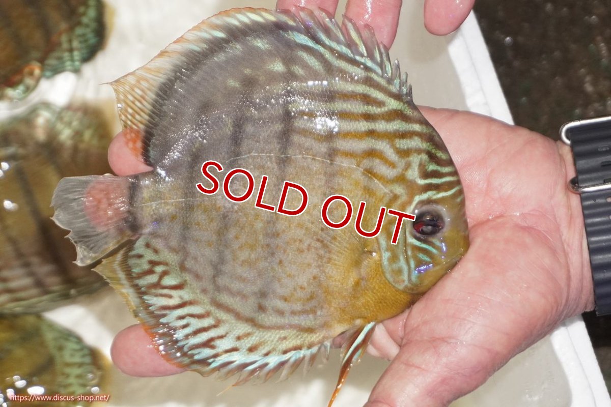 画像2: 【決算セール対象個体】【ワイルドディスカス】【通販】【今シーズン超希少種】アッパーテフェロイヤルグリーン【個体販売】14-16cm（生体）アッパーテフェ産 (2)