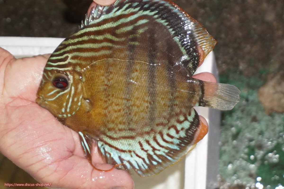 画像1: 【決算セール対象個体】【ワイルドディスカス】【通販】【今シーズン超希少種】アッパーテフェロイヤルグリーン【個体販売】14-16cm（生体）アッパーテフェ産 (1)